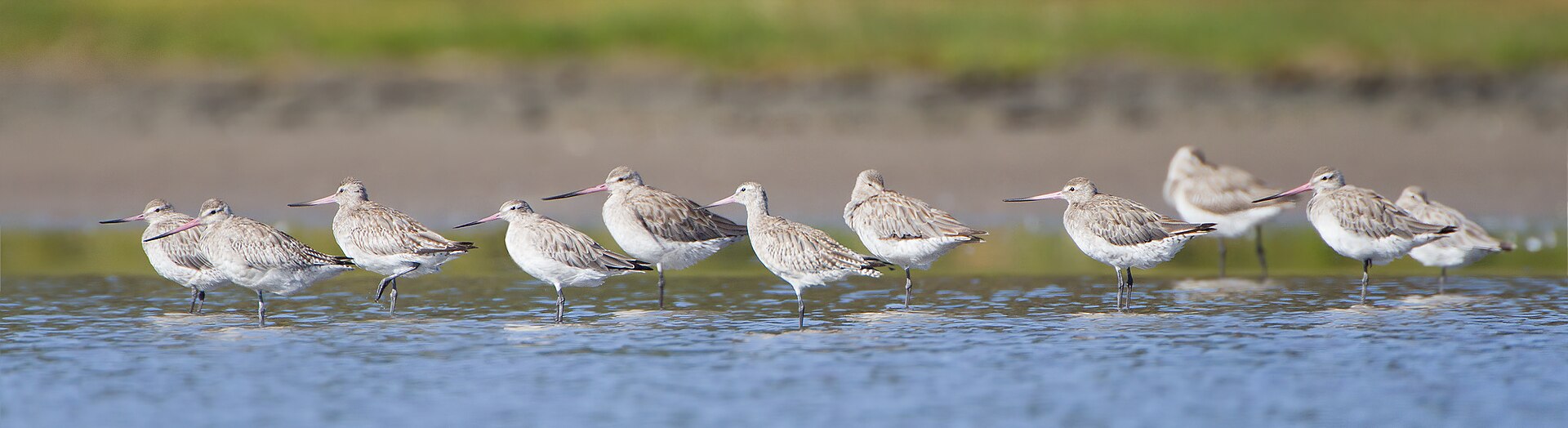 Bar-tailed Godwit flock