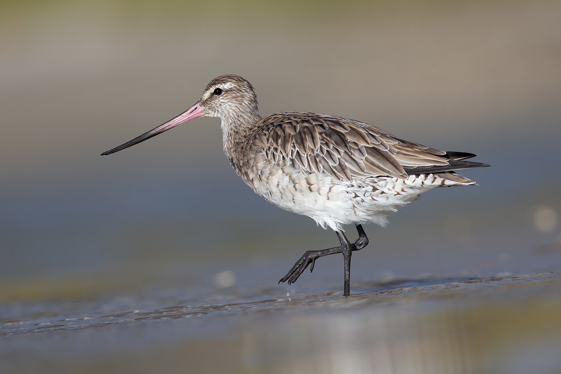 Grey-tailed Tattler — Taki