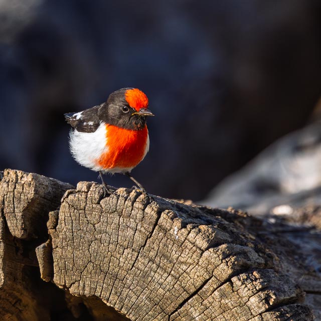 Red-capped Robin, Tambo Country
