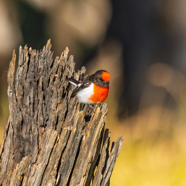Willie Wagtail placeholder