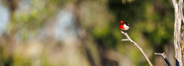 Red-capped Robin